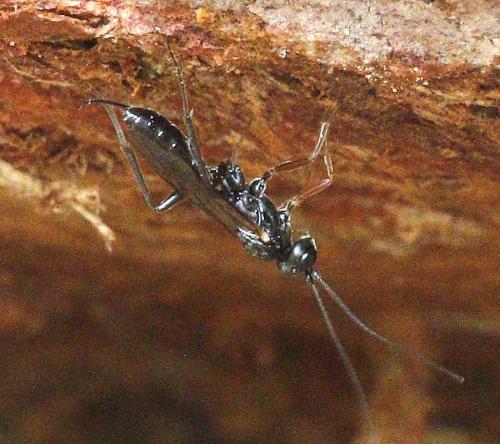 Rhimphoctona obscuripes